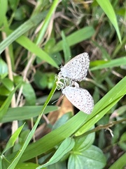 Pseudozizeeria maha okinawana