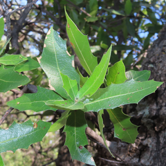 Quercus emoryi