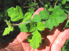 Rhus trilobata