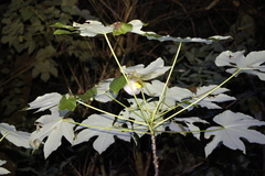 Erpornis zantholeuca