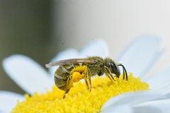 Seladonia
