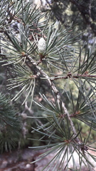 Cedrus
