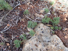 Petrosedum