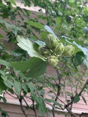 Hibiscus syriacus
