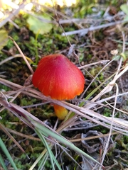Hygrocybe conicoides