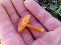 Hygrocybe conicoides
