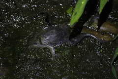 Hoplobatrachus chinensis