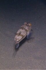 Torquigener pleurogramma