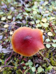 Hygrocybe conicoides