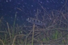 Helotes octolineatus