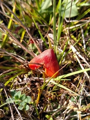 Hygrocybe conicoides