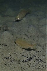 Parequula melbournensis