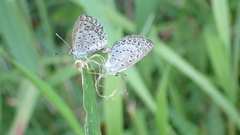 Pseudozizeeria maha okinawana