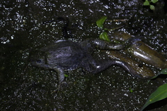 Hoplobatrachus chinensis