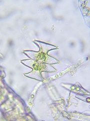 Micrasterias laticeps