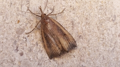 Hypena rostralis