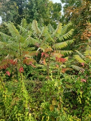 Rhus typhina