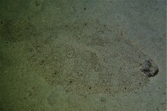 Pseudorhombus jenynsii