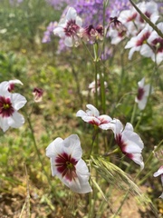 Leucocoryne purpurea