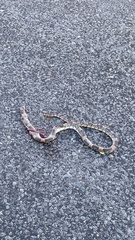 Rhinocheilus lecontei