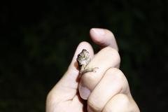 Bufo bankorensis