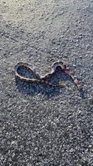 Rhinocheilus lecontei