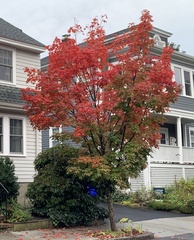 Acer