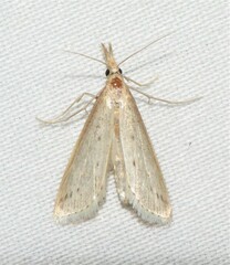 Donacaula longirostrallus