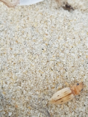 Eurynebria complanata