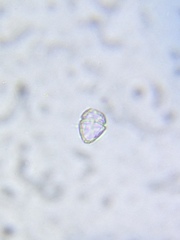 Parvodinium inconspicuum