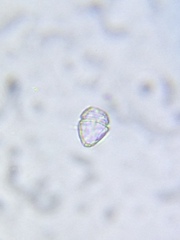 Parvodinium inconspicuum