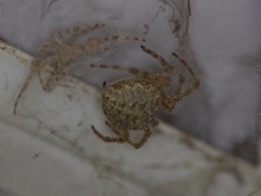 Araneus cavaticus