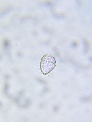 Parvodinium inconspicuum
