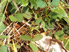 Calopogonium mucunoides