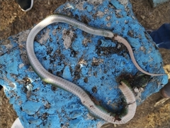 Erythrolamprus typhlus