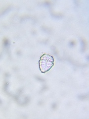 Parvodinium inconspicuum