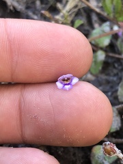 Torenia