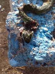 Erythrolamprus typhlus
