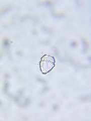 Parvodinium inconspicuum