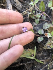 Torenia