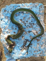 Erythrolamprus typhlus