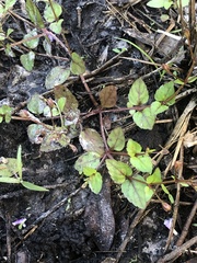 Torenia