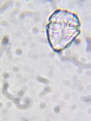 Parvodinium inconspicuum
