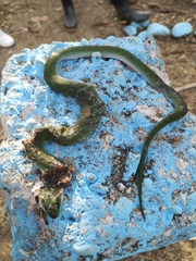 Erythrolamprus typhlus