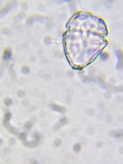 Parvodinium inconspicuum