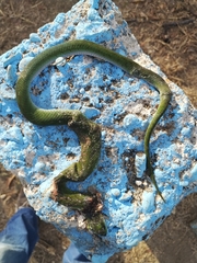Erythrolamprus typhlus