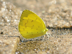 Eurema hecabe
