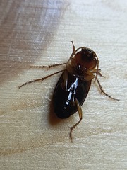 Calathus melanocephalus