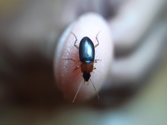 Calathus melanocephalus