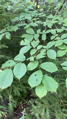 Ulmus